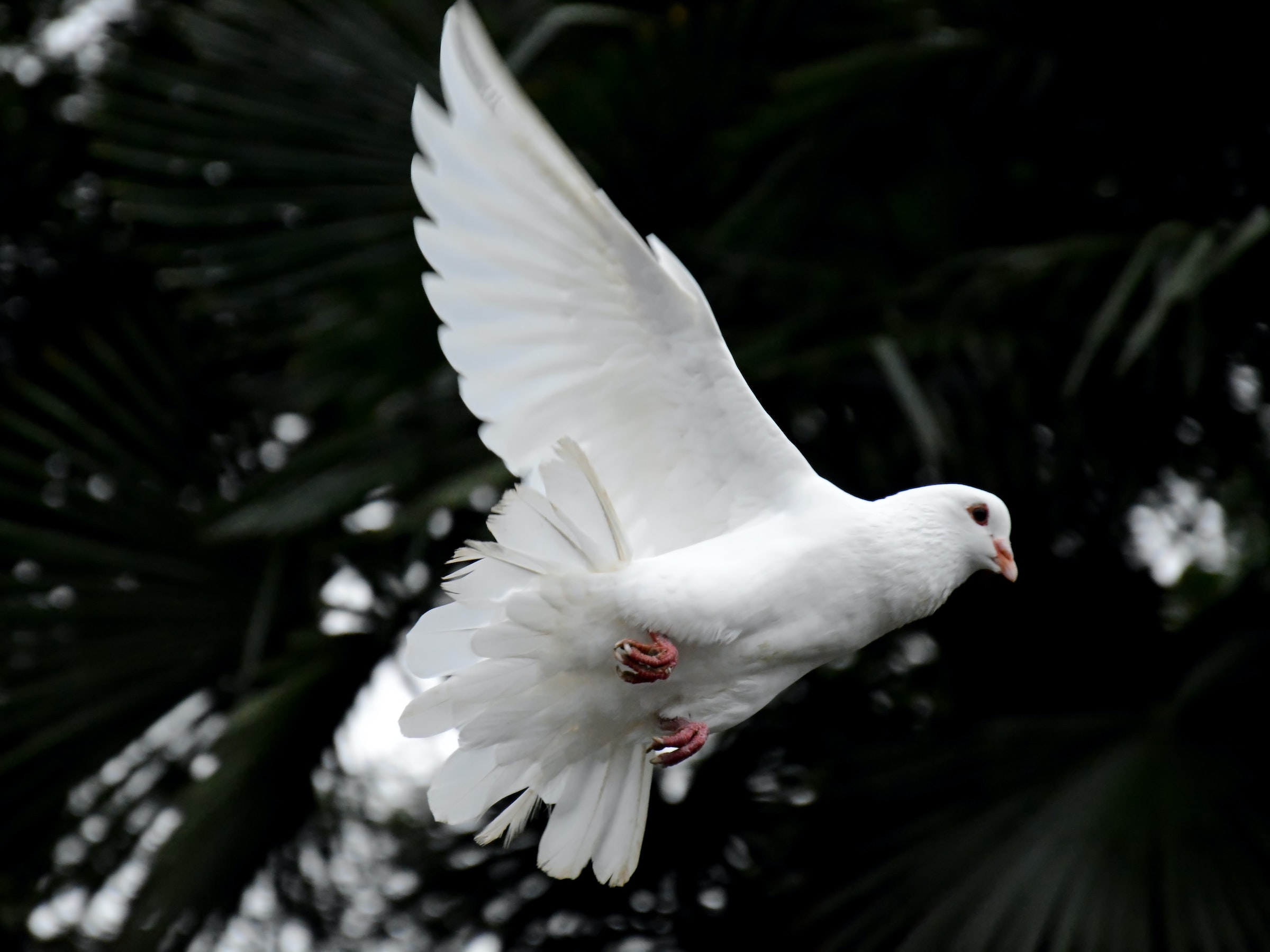 A dove flying.