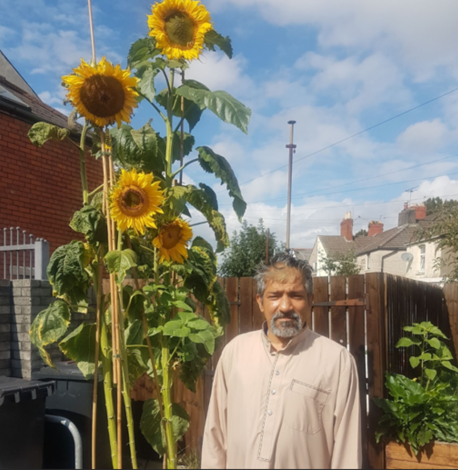 Man standing by some tall sunflowers on a sunny day.