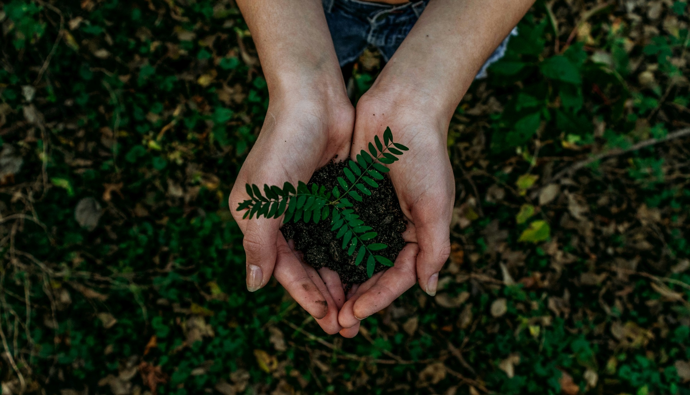 Somone holding a small plant in the palm of their hands.