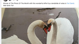 Tori's photos of swans