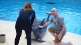 A man petting a dolphin. The dolphin is on the side of a pool.
