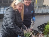 Two women potting a green and lilac plant