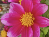 A close up image of a pink flower with a yellow middle